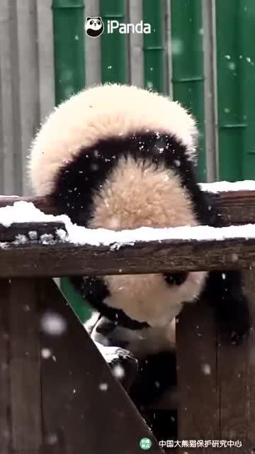 吃瓜小熊清冷,揭秘幕后故事