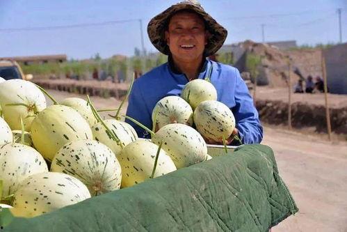 瓜州吃瓜在哪里吃