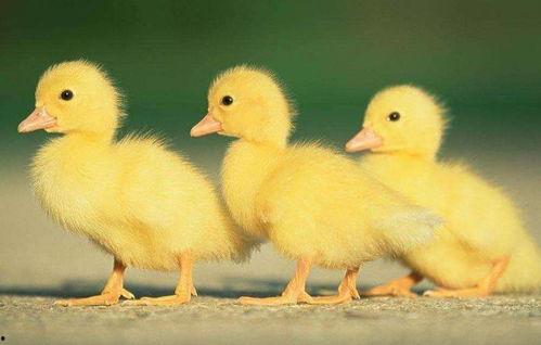 今日头条红鱼图片高清,红鱼图片背后的自然魅力解析