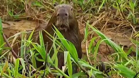 豹子抓鳄鱼吃瓜
